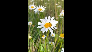 Не плутайте з ромашкою королицю звичайну Leucanthemum vulgare [upl. by Lisab246]