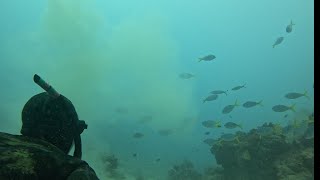 Cateran bay freediving Whitsundays [upl. by Ark]