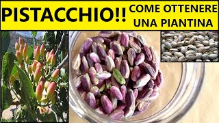 Come ottenere una piantina di pistacchio in casa partendo dal seme 🌱  Tutorial agricoltura [upl. by Bohon]