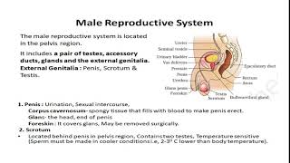 1 MALE REPRODUCTIVE SYSTEM ACCESSORY DUCTS AND GLANDS OF HUMAN REPRODUCTION COMPLETE NOTES [upl. by Haem]