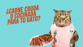 Por qué es mala la CARNE CRUDA para GATOS 😾🍖 ¿Y la CARNE COCINADA  Pros y contras DietaBARF [upl. by Eicirtap748]