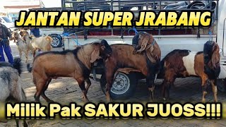 UPDATE HARGA KAMBING‼️TERBARU DI PASAR KAMBING WLINGI BLITAR JAWA TIMURSABTU 30 MARET 2024 [upl. by Noied]