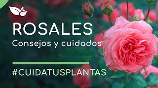 Rosales Plantación y cuidados [upl. by Enirhtac]