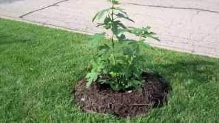 Chicago Hardy Fig Year 2 July Update [upl. by Nelhsa224]