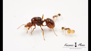 Aphaenogaster longiceps FOURMISHOME [upl. by Chastain982]