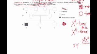 How to Solve Pedigree Diagram Questions IB Biology [upl. by Mordy187]