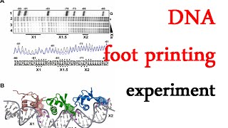 DNA footprinting experiment [upl. by Bowes]