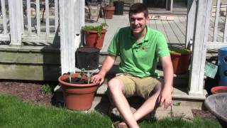 How to Grow Broccoli In Containers  Complete Growing Guide [upl. by Anayet]