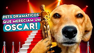 PETS que mereciam um Oscar por serem TÃO DRAMÁTICOS [upl. by Resiak]