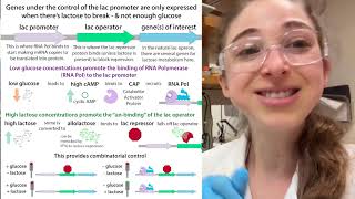 Autoinduction for recombinant protein overexpression [upl. by Leamaj]