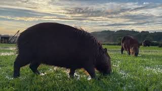 CapybarashortsCapybaraBehaviorSocialAnimalsWildlifeAnimalFactsRodents [upl. by Pepper]