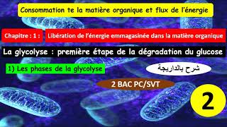 La glycolyse première étape de la dégradation du glucose 2bac SVTPC option français partie 2 [upl. by Aikemat]