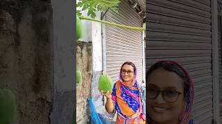 নিজের গাছের পেঁপে। viralvideo reels reelsvideo vairalshort vairalvideo [upl. by Rahab619]