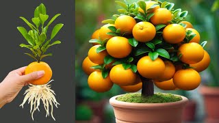 How To Propagate Oranges Trees From Oranges Fruits With Vitamin M150 how to grow oranges try [upl. by Mcgaw]