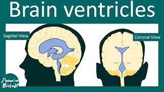 Brain ventricles  Cerebrospinal Fluid flow  Hydrocephalus  USMLE [upl. by Allys]