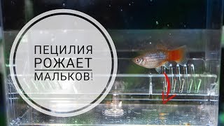 Пецилия рожает мальков  Platy fish giving birth [upl. by Gunter512]