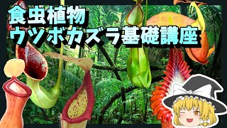 【食虫植物】ウツボカズラ基礎講座【ゆっくり解説・ネペンテス】 [upl. by Catt]