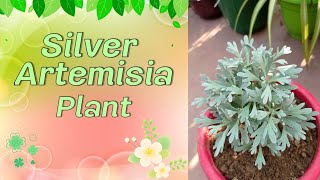 Silver artemisia plant care amp propagation [upl. by Bouley]