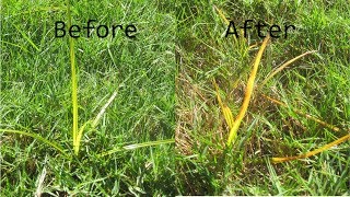 Kill Nutsedge  Toughest Lawn Weed  Sedgehammer amp other option [upl. by Hsoj]