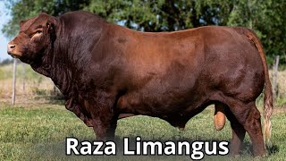 Raza de ganado Limangus Una raza creada para producir carne de alta calidad [upl. by Dunton612]