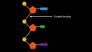 A123 Sugarphosphate bonding as the backbone of DNA and RNA [upl. by Ojela]