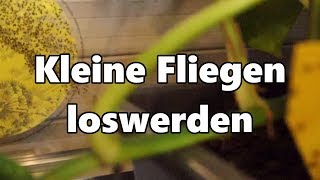 kleine Fliegen in Blumenerde beseitigen  kleine Fliegen loswerden  Trauermücken bekämpfen [upl. by Imekawulo]