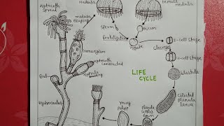 Life cycle of obeliabsc notes [upl. by Benn]