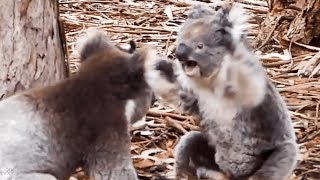 Insane moment two KOALAS get into a fight [upl. by Yasibit795]