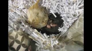 Gerbil Babies Days 114 [upl. by Lad]