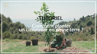 TUTORIEL  Comment planter un citronnier en pleine terre [upl. by Zebe920]