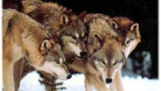 Loreena McKennitt  Mummers Dance Dance of wolves [upl. by Kreindler893]