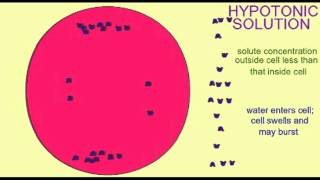 AP1 CELL MEMBRANE ISOTONIC HYPERTONIC HYPOTONIC [upl. by Azarcon]