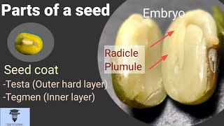 Parts of a seed 7th Std [upl. by Dudley175]