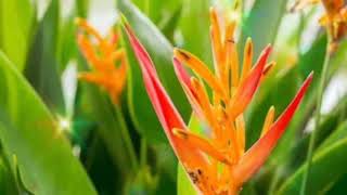 Heliconia Psittacorum Flower Like Parrot Abw 01 [upl. by Hairas209]