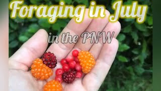 Foraging in July  Salmonberries Huckleberries and Thimbleberries [upl. by Llerrod926]