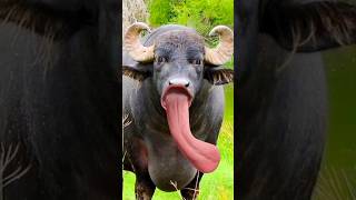 कमला पसंद लाओ रे cow cowcow animals comedy cowvideos cowvideo elephantvideo shorts [upl. by Peatroy]