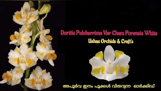 Doritis pulcherrima var Cham Porensis white [upl. by Ariaes]