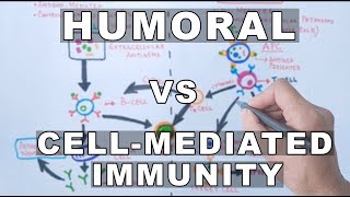 Humoral and Cell Mediated Immunity [upl. by Ecirted998]