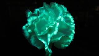 Make Flowers Glow In The Dark with highlighter fluid and UV light [upl. by Alemaj877]