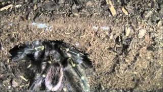 Grammostola aureostriata mating [upl. by Mello170]