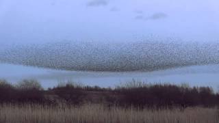 Starling Murmuration at Middleton Moor Derbyshire [upl. by Decato168]