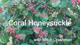 Coral Honeysuckle Vine for Your Garden [upl. by Tsyhtema]