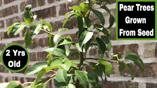 How To Grow Pear Trees From Seed  24 Months Old1 [upl. by Lenahc61]