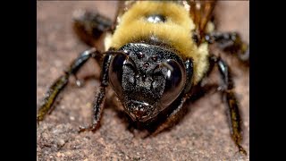 carpenter bee problem solved you wont believe what solved it [upl. by Edecrem]