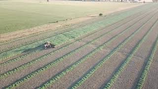 Brooks Contracting windrowing canola [upl. by Nwahsan]