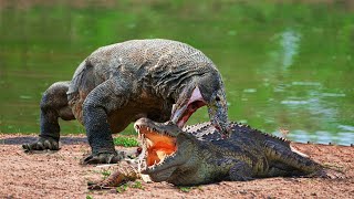 Who Wins  The Crocodile Vs The Komodo Dragon [upl. by Ponzo556]