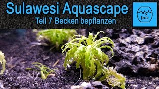 Teil 7 Sulawesi Aquascape Aquarium für Kardinalsgarnelen  Becken bepflanzen  Pflanzen einsetzen [upl. by Cozza]