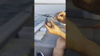 Bridle Rigging 1lb bluegill for monster blue cats and striped bass fishing fishinglife [upl. by Lekym]