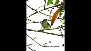 A Gnatcatcher Blue Jay and Pair of Grackles [upl. by Addison369]