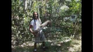 Growing Shiitake Mushrooms in Jamaica  Part 2 wmv [upl. by Holihs450]